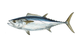 Dogtooth Tuna