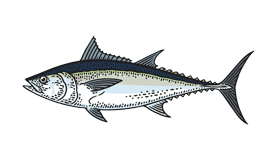 Longtail Tuna