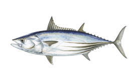 Skipjack Tuna