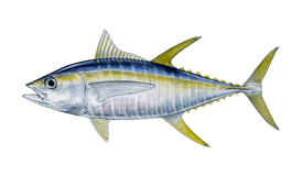 Yellowfin Tuna