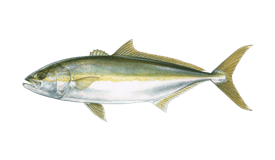 Yellowtail Amberjack