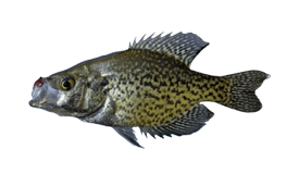 Lake Okeechobee Crappie Fishing: Top Speck Fishing Charters