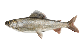 Grayling