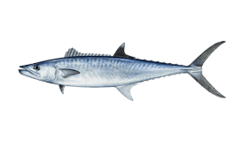 ANYFISH KING MACKEREL 10m 49 Strand, 7x7 Stainless Steel