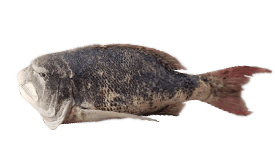 Musselcracker
