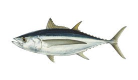 Albacore Tuna Fishing in Richmond, CA - FishingBooker