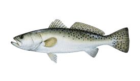 Spotted Seatrout Fishing in Fort Myers, FL - FishingBooker