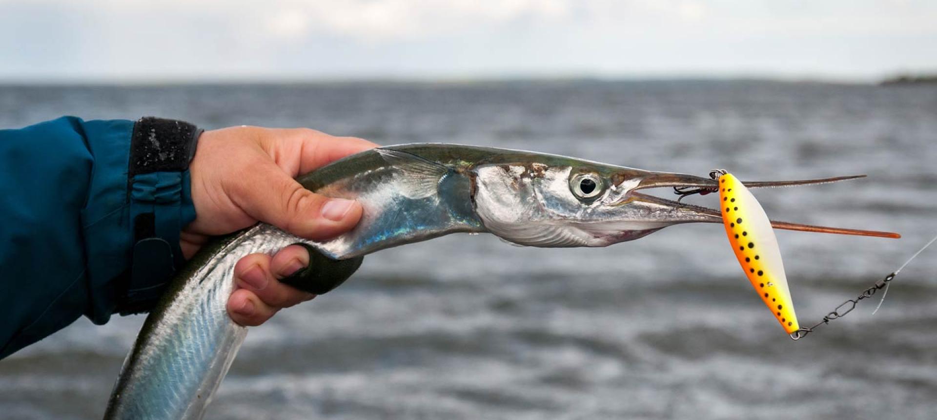 Обыкновенный сарган Рыбалка – Corio Bay - FishingBooker