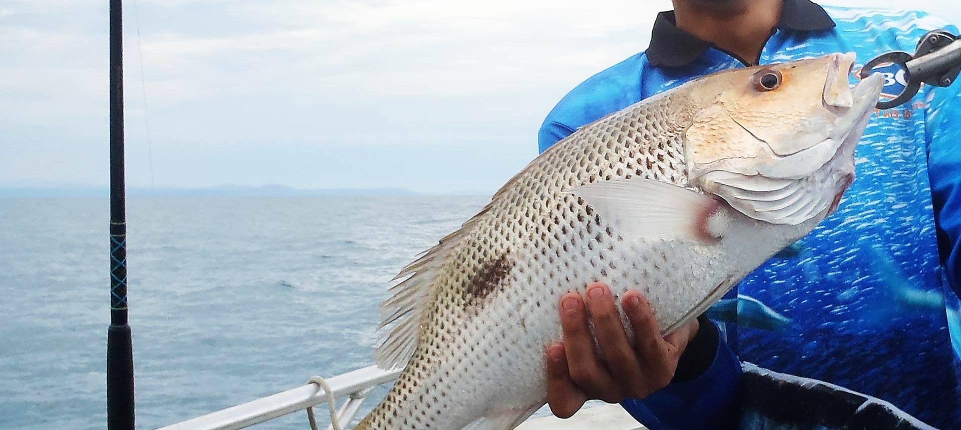 Fingermark Bream Fishing in Singapore FishingBooker