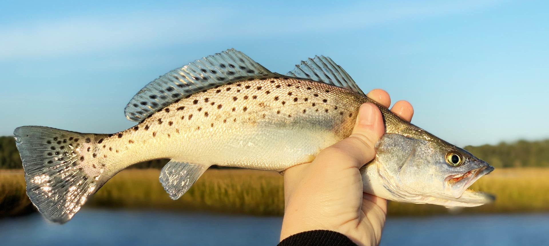 Speckled Fishing in New Orleans, -