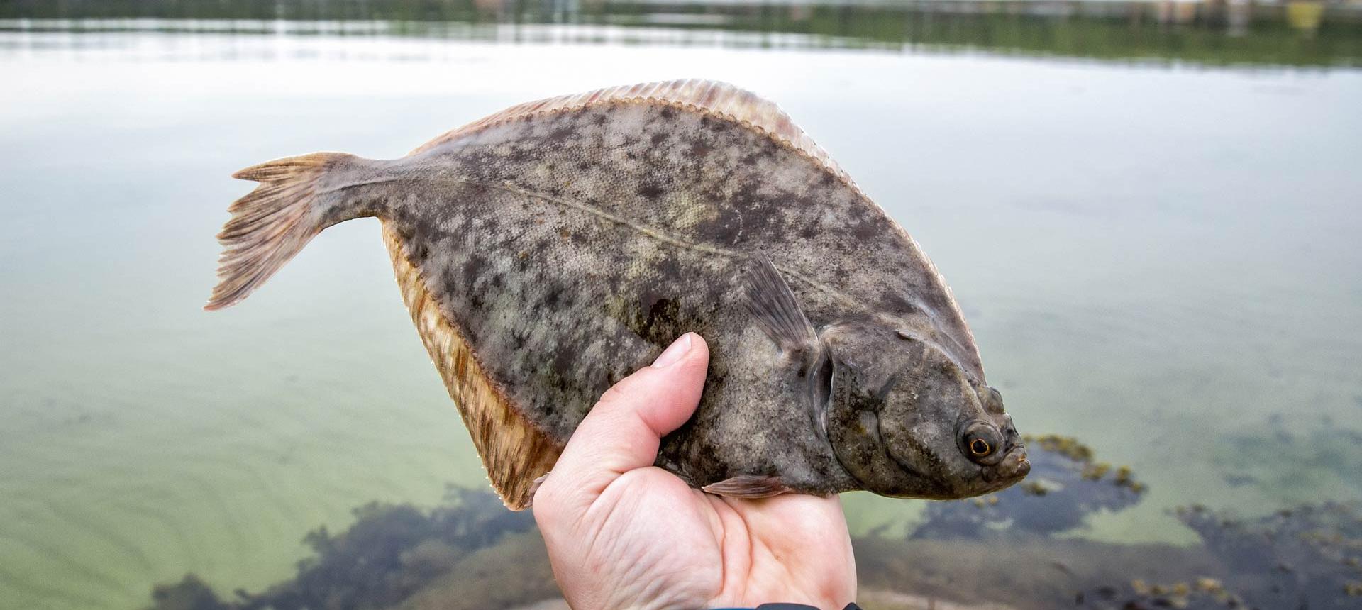 Some Flounders in the Back Bay - Ocean City MD Fishing