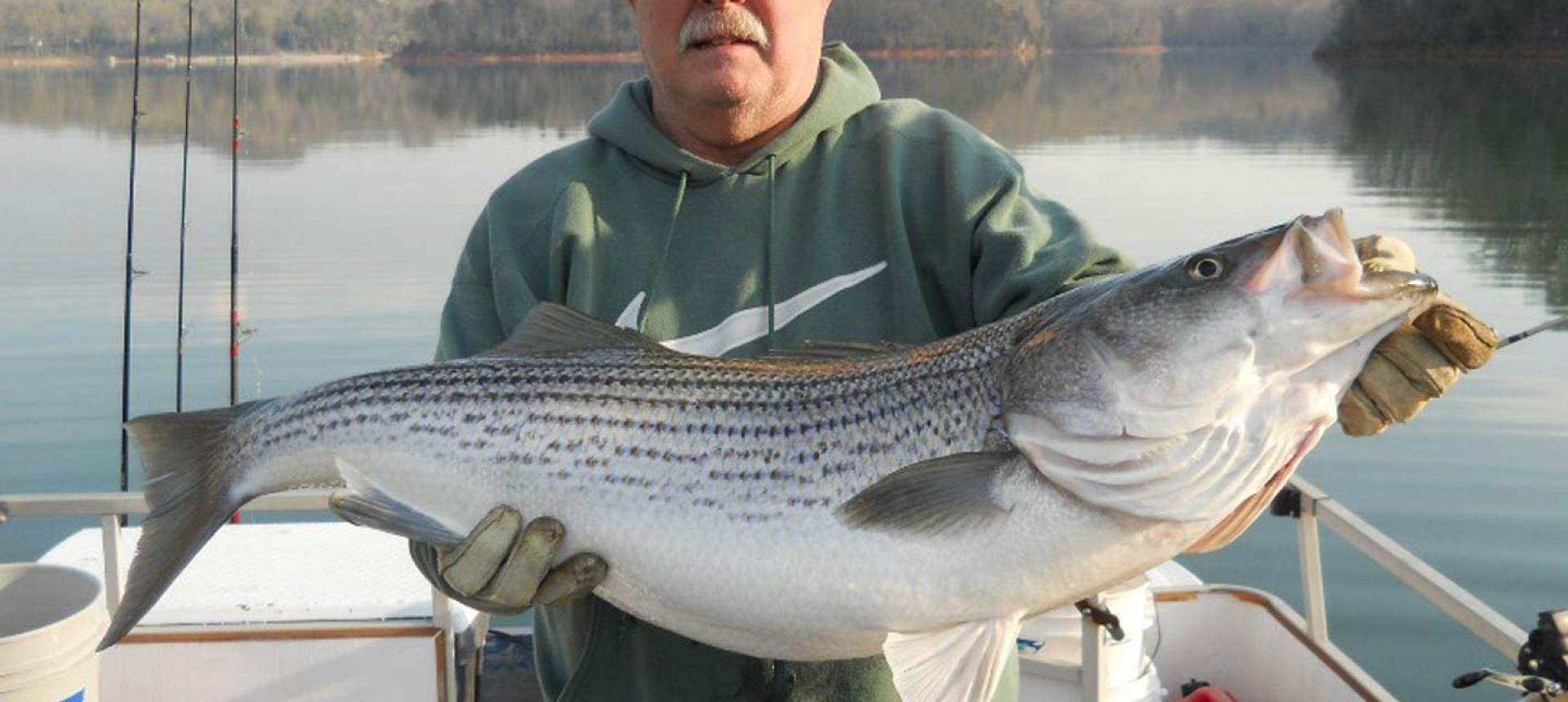 Bass (Striped) Fishing in Lake Norman FishingBooker