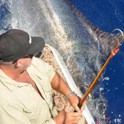 Cairns Black Marlin Charters