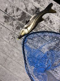 Punta Gorda Report Photo 2