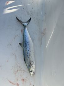 Punta Gorda Report Photo 1