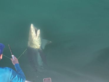 Summer offshore fishing chartering 