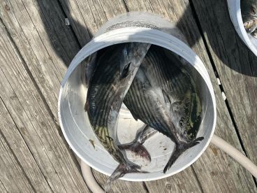 Wildwood Crest Report Photo 4