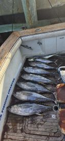 Offshore fising is in full swing !