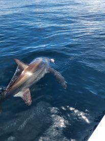 Nicoya Report Photo 2