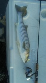 Chincoteague Report Photo 1