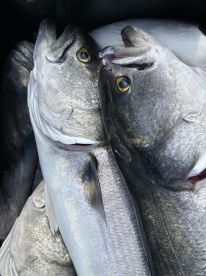 Great bluefish action 