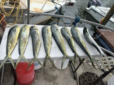 MAHI MAHI !!!