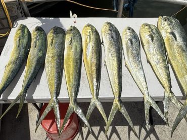 Full day of fishing mahi and reef 