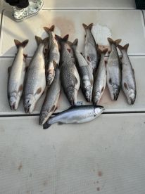 Excellent fishing continues!