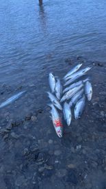 Super super hot Red “Sockeye” Salmon fis