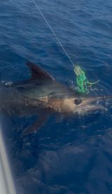 Frist blue marlin of the summer