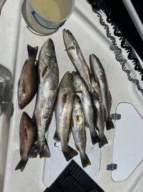 Punta Gorda Report Photo 1