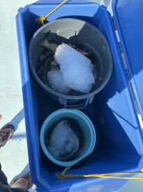 Rockfish and catfish