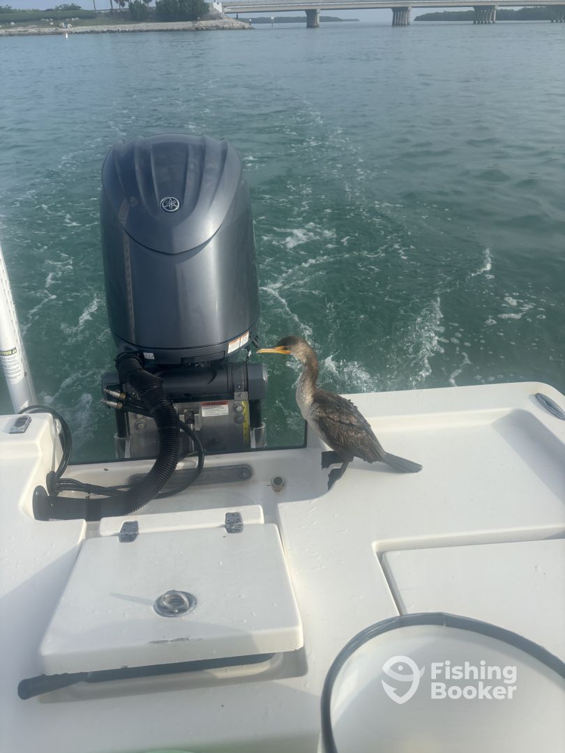 Islamorada Report Photo 0