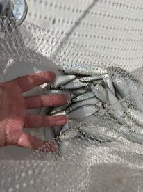 Islamorada Report Photo 1