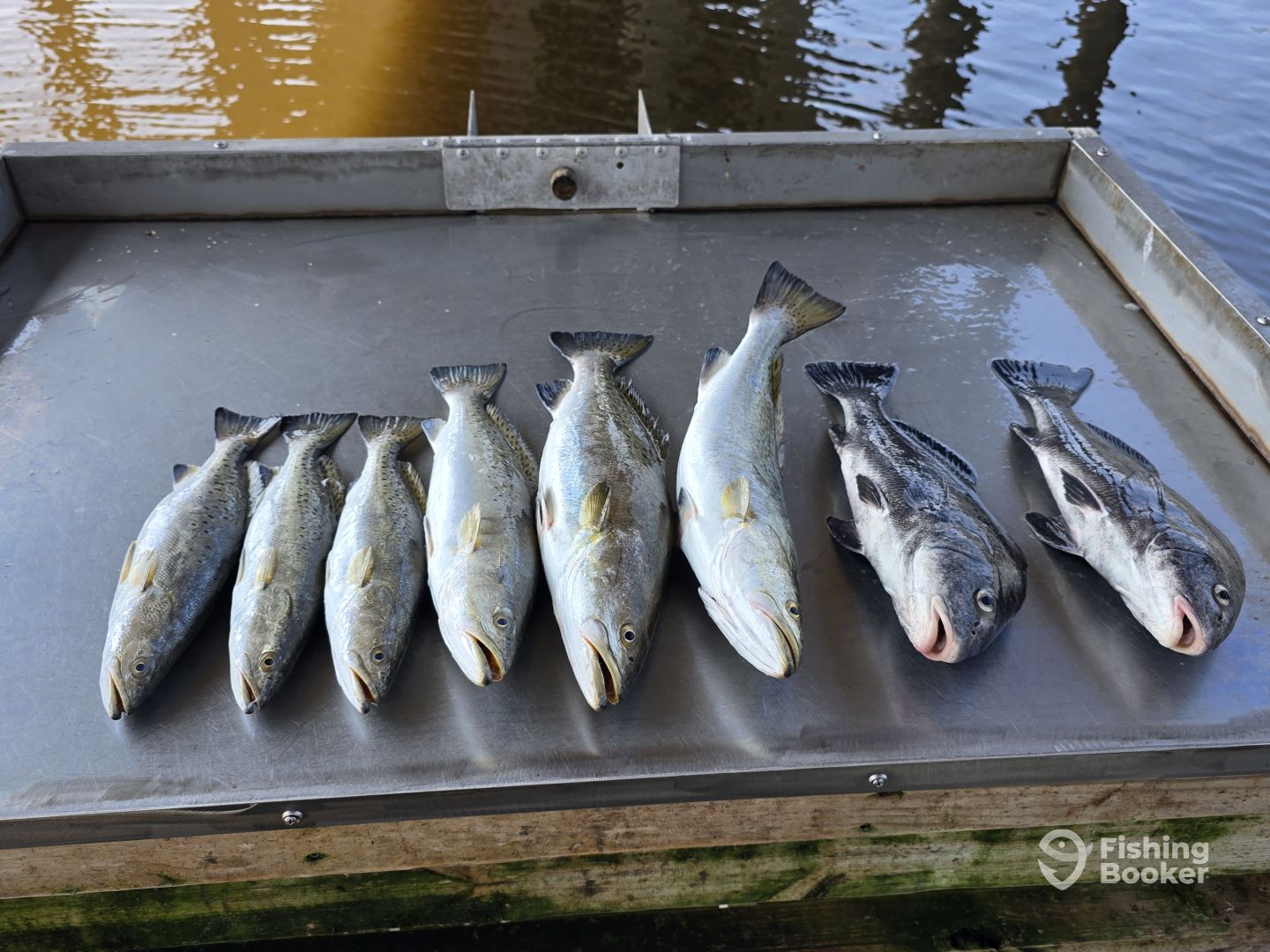 D'Iberville Report Photo 0