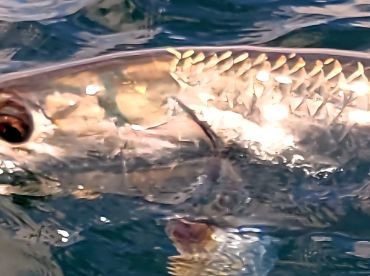 Destin Report Photo 2