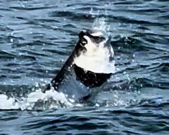 Destin Report Photo 1