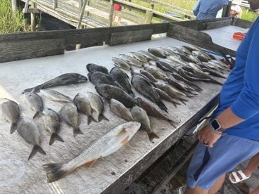 Bottom fish beat down