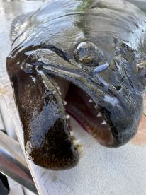 Halibut are biting! Watch your fingers! 