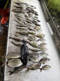 1/2 day bottom fishing