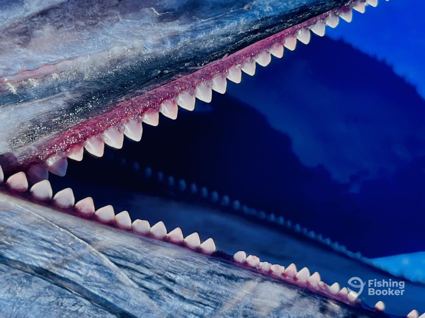 Wahoo have teeth...!
