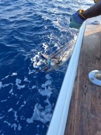 Vanuatu Report Photo 1
