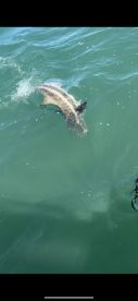 Wrightsville Beach Report Photo 1
