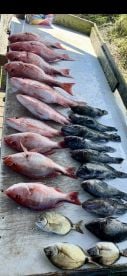 Snapper day was a success book your trip