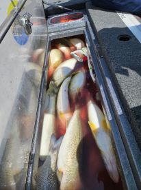 Full box of Lake Erie walleye with Captain Destin