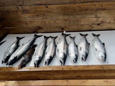 Pink and Coho maddness