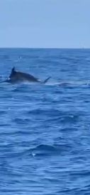 Marlin fishing is heating up in OCMD