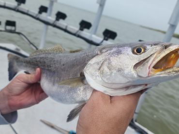 Pelican Island Report Photo 2