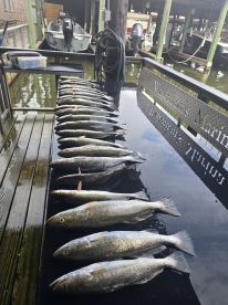 Pelican Island Report Photo 3