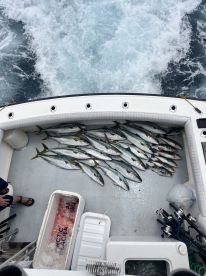 Yellowtail are biting at the Coronados